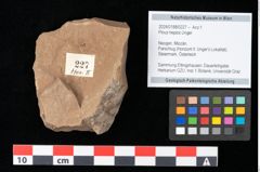 Foto (Objekt + Etikett) von Pinus hepios Unger (NHMW-GEO-2024-0188-0227)